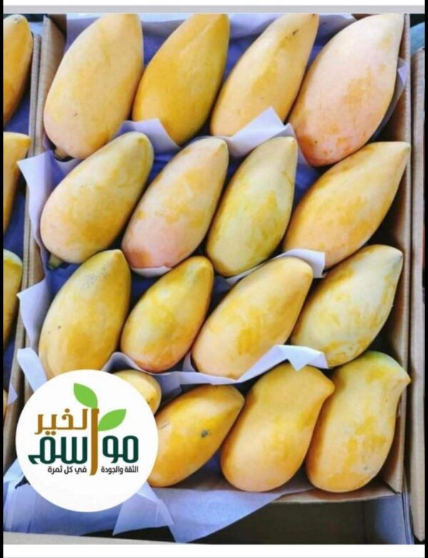 مانجو رقبة وزة - Image 2