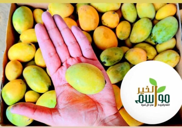 مانجو فص عويس - Image 3